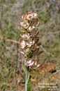 世间为何竟有如此尤物？！这是我们辖区内最为尊贵、最为耀眼的植物明星：Metallic Sun Orchid （Thelymitra epipactoides）. 这种地生兰分布在维多利亚州西南部和南澳大利亚州东南角，是澳大利亚国家级的珍稀濒危物种，可以说是澳洲东部地生兰界的王后。它高大健壮、雍容华贵、色彩多变、美而不艳、总之任何美好的形容词放在它身上都不为过，即使是忧郁症患者见到它恐怕也会不治而愈