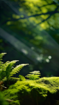Mysterious jungle, green moss on rocks, green leaves in the background, contrasting shadows, mysterious jungle, enlarged ornament, UHD image, contrasting shadows, depth of field