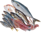 fish_PNG25091