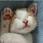 Follow @gato.cats.neko 
.
Photo by: @james.the.cutie 
.
.
#neko #猫 #catsofig #whitecat 
#고양이 #cutecats #caturday #catlady #purr #purrfect #ねこ部 #persiancat #ネコ #blackcat #crazycatlady #kittensofinstagram #catnap #instakitty #catlovers #ねこ #katze #냥스타그램 #ga