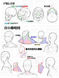 Tian_Chi采集到人体_结构教程