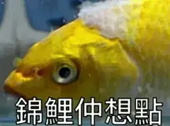 锦鲤今日用咗未？粤语表情包真的可以为所欲为