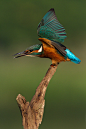 Photograph Kingfisher (Alcedo Atthis) by Peter Lindstrom on 500px
CameraCanon
Focal Length420mm
Shutter Speed1/2500 secs
Aperturef/6.3
ISO/Film640