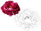 各式花卉花朵叶子线稿上色稿手稿集║图片来源公众号—旭旭素材║兰花+牡丹