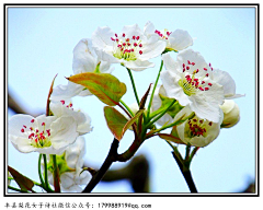 为爱守望采集到梨花朵朵开