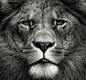 野生狮子摄影图片:摄影师近距离拍摄狮子惊人作品欣赏[29P]