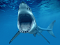 Shark Fish Great WhiteTeeth Underwater Blue Ocean CG wallpaper | 1920x1440 | 79570 | WallpaperUP