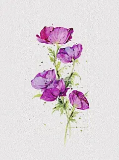 水彩--银莲花 - 高清图片，堆糖，美图壁纸兴趣社区