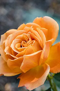 玫瑰花高清摄影素材