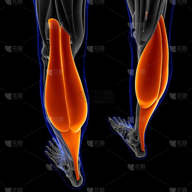 腓肠肌解剖医学概念3D插图