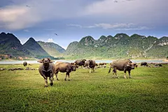 大自然中的各种牛高清图