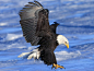 图片：Bald Eagle Facts : 在 Google 上搜索到的图片（来源：thoughtco.com）