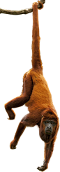 兽