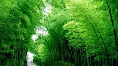 曲尽通幽处 唯美林荫道壁纸图片