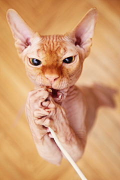 才有新旺采集到萌猫