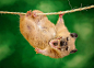 艺术家用PS“杂交”动物照片 打造"噩梦动物园
美国加利福尼亚州25岁艺术家莎拉·达雷默（Sarah DeRemer）利用Photoshop软件合成动物照片，创造出“噩梦动物园”。来源：国际在线