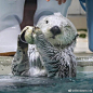 海獭(๑Ő௰Ő๑)