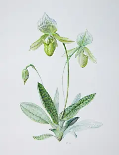 彩铅植物绘_创意如此简单_新浪轻博客_Qing