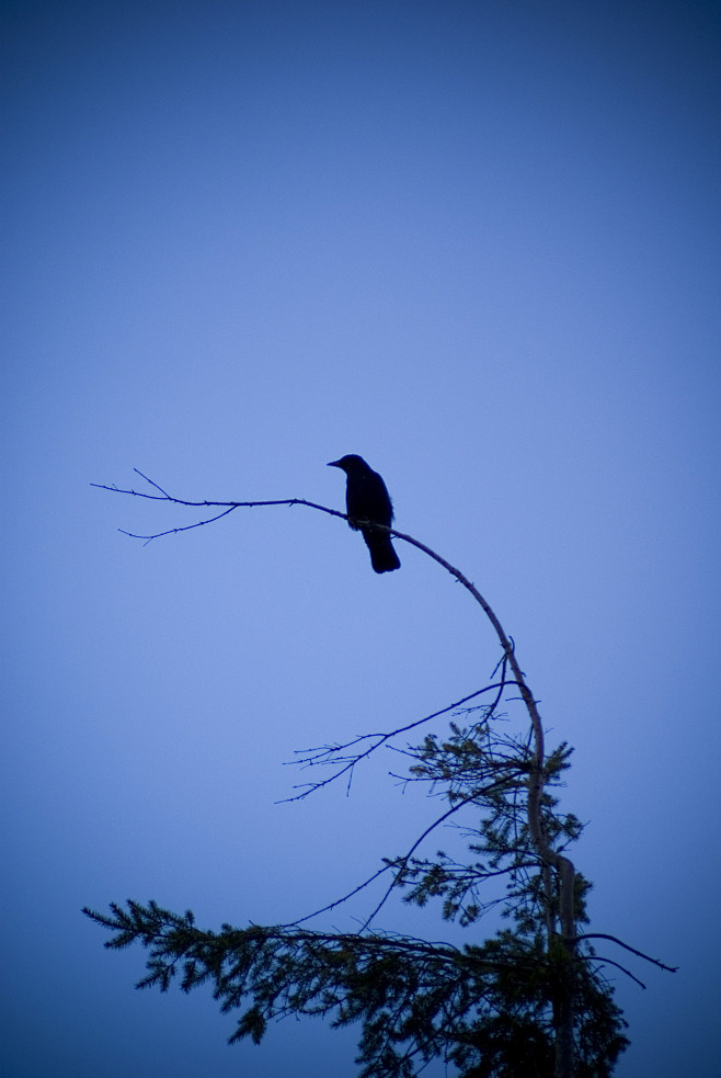 Raven
Inspirational ...