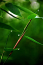 竹。 青峭，枝翠。 莫干山，清风赞。 梢动西北，苍瘦剑叶。 疏疏绿径处，绵绵雅竹魂。 高低不拘小节，摇头晃脑满山。 题居归山正此意，千竿立根不关春。