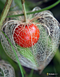 Chinese Lantern flower: