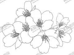 樱花梅花 【酷图网】樱花梅花,线稿,sai,ai,ps,手绘