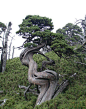 Wu wei 無爲 bristlecone pine