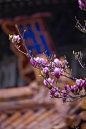 紫玉兰花开,故宫春天,自然美图片下载