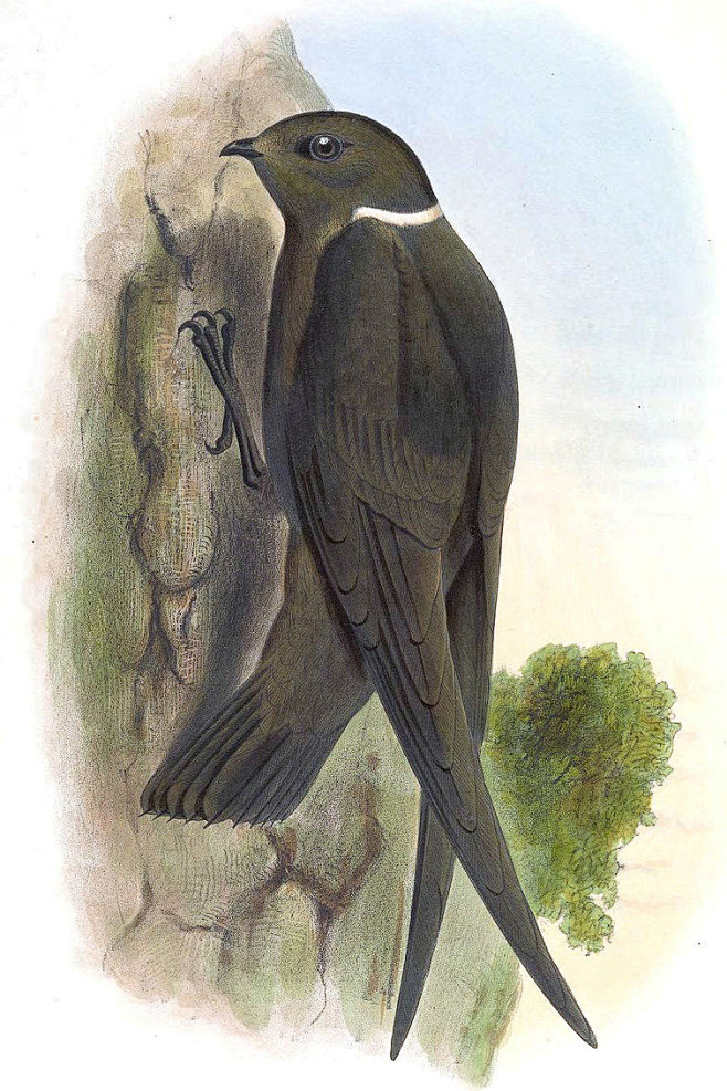 11:49:28雨燕目·雨燕科·白领黑雨燕属:白枕黑雨燕插画—动物篇程