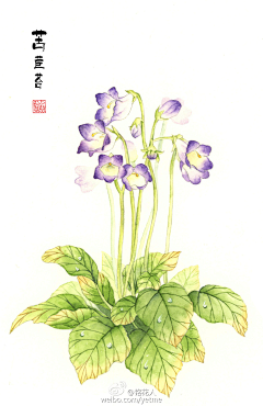 浅栀采集到植物画