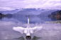 【10月的布萊德湖】攝於我摯愛之人的家鄉，斯洛維尼亞的布萊德湖（Lake Bled）。星期天的午後，有隻天鵝和我一樣享受著這片帶有歐洲歷史氣息的浪漫景色；牠那巨大的白色雙翼、秋季的涼爽天氣，還有那股寧靜的平衡和對稱之感，讓我想起自己以前畫過的那種夢幻而理想化的世界……在大自然中發現這樣的完美存在，可以讓我們暫時忘卻現實，置身於真正的童話世界。 Photograph by Lana Juric Culibrk  (摄影:Photograph by Lana Juric Culib) 我喜欢看「国家地理每日精