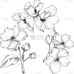 花朵,黑色,壁纸,植物群,春天,乡村风格,植物,花,剪影