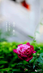 108张图看尽紫禁城的春夏秋冬 : 本文来自：微故宫（ID：weigugong），版权归其所有。 　　办公室门前有棵杏树，每逢三月便满树花开，之后硕果累累，最后落叶归根。 如此岁月往复，让我们萌生了记录紫禁城 一年中的景色的想法。 如今春去春又归，紫禁