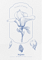 玉兰花