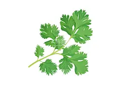 矢量手绘香菜  - 源文件下载【酷图网】矢量香菜,手绘香菜,香菜叶子,香菜,青菜,蔬菜插画,蔬菜,矢量蔬菜,绿色果蔬,新鲜蔬菜,