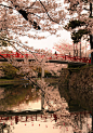 摄影、樱花、桥、摄影、灯笼、风景、花、唯美、清新、自然、景、樱花 飘落 季节 来过、I love you sakura