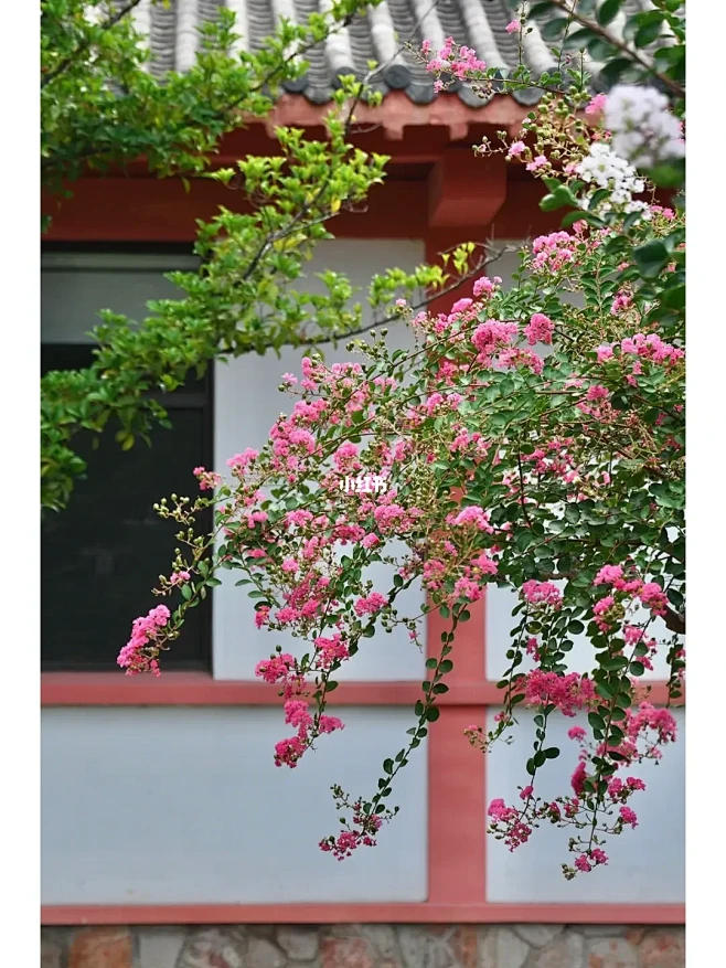 紫薇开最久，烂漫十旬期。 夏日逾秋序，新...