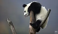 熊猫壁纸_百度图片搜索