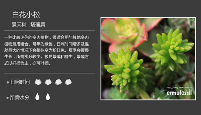 【100种常见多肉植物图鉴】 <wbr>...