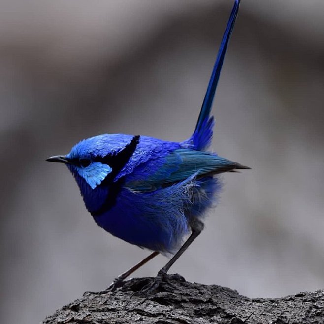 澳大利亚的辉蓝细尾鹩莺malurussplendidus是一种小型鸟成年鸟的体重