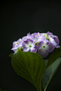 #微距# #鲜花#