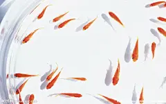电脑桌面壁纸 高清壁纸写真
