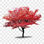 红色枫树其他PNG图片➤来自 PNG搜索网 pngss.com 免费免扣png素材下载！