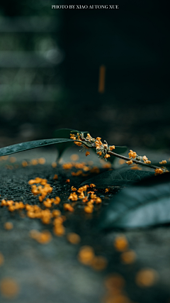 逍雨采集到唯美 意境 诗意