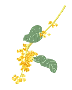 桂花插画PNG透明背景