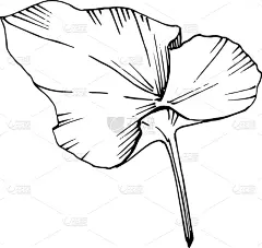 莲花,植物学,黑色,仅一朵花,荷花,壁纸,植物群,春天,花