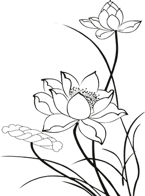 莲花