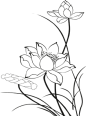莲花