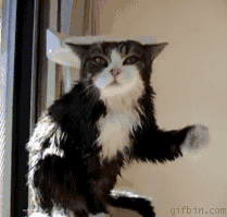 盒子猫的生活：看我甩干ing!!……颤抖...