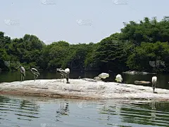 印度卡纳塔克邦，斯兰加帕特纳邦，Ranganathittu鸟类保护区的鹈鹕